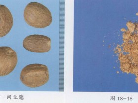 肉豆蔻的功效与作用及禁忌,中药肉豆蔻图片