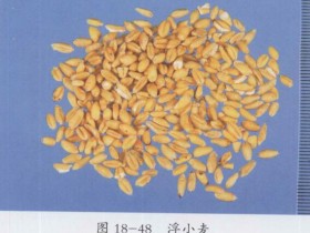 浮小麦的功效与作用,中药浮小麦图片