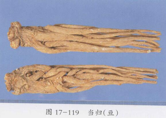 当归