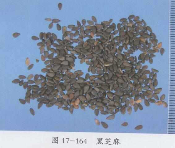 黑芝麻