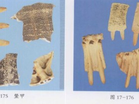 鳖甲的功效与作用及禁忌,中药鳖甲图片