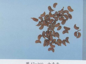 女贞子的功效与作用及禁忌,中药女贞子图片