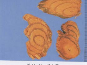 鸡血藤的功效与作用,中药鸡血藤图片