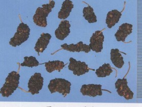 桑椹的功效与作用及禁忌,中药桑椹图片