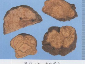 何首乌的功效与作用,中药何首乌图片