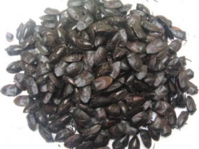 九香虫的功效与作用及禁忌,中药九香虫图片