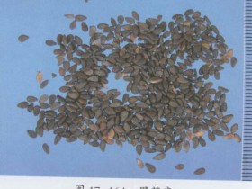 壮阳补肾的方法有哪些？推荐几种补肾食疗方和锻炼方法