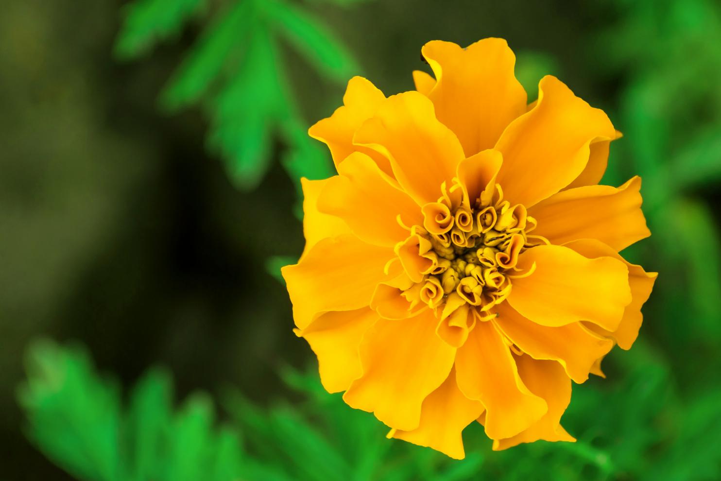 摄图网_501291228_banner_菊花万寿菊（非企业商用）