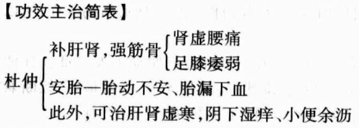 杜仲的功效与作用