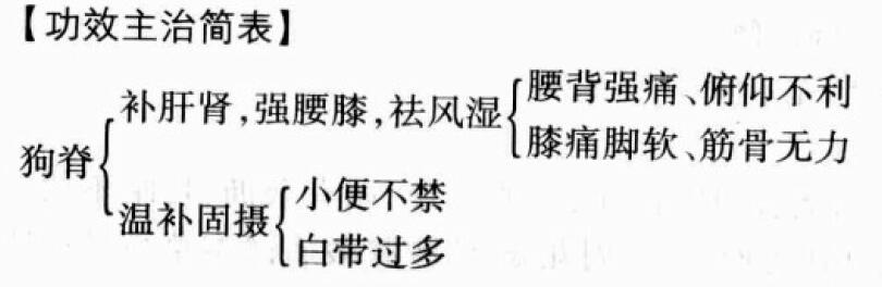 狗脊的功效与作用