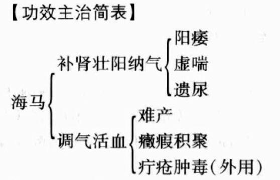 海马的功效与作用