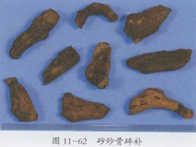 骨碎补的功效与作用及禁忌,中药骨碎补图片