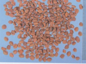 葫芦巴的功效与作用及禁忌,中药葫芦巴图片