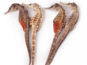 海马的功效与作用禁忌,中药海马图片