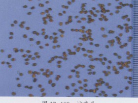 沙苑子的功效与作用及禁忌,中药沙苑子图片