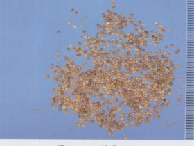 菟丝子的功效与作用及禁忌,中药菟丝子图片