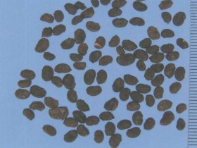 补骨脂的功效与作用及禁忌,中药补骨脂图片