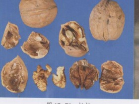 胡桃仁（核桃）的功效与作用及禁忌,中药胡桃仁图片