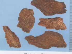 锁阳的功效与作用及禁忌,中药锁阳图片