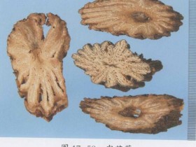 肉苁蓉的功效与作用及禁忌,中药肉苁蓉图片