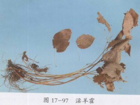 淫羊藿的功效与作用及禁忌,中药淫羊藿图片