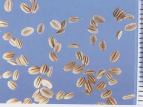 蛇床子的功效与作用及禁忌,中药蛇床子图片