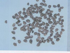 韭菜子的功效与作用及禁忌,中药韭菜子图片