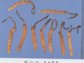 冬虫夏草的功效与作用及禁忌,中药冬虫夏草图片