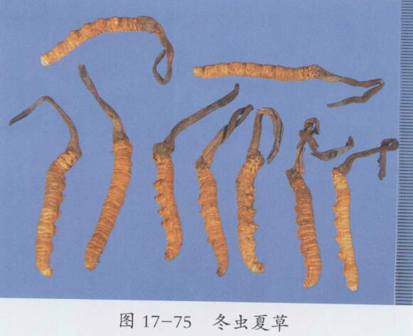 冬虫夏草