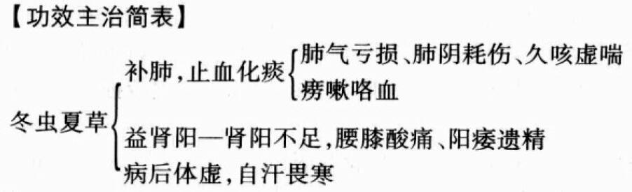 冬虫夏草的功效与作用