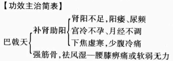 巴戟天的功效与作用