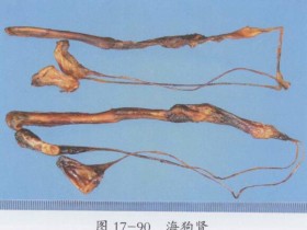 海狗肾的功效与作用及禁忌,中药海狗肾图片