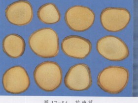 鹿茸的功效与作用及禁忌,中药鹿茸图片