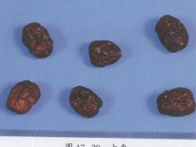 大枣的功效与作用及禁忌,中药红枣图片