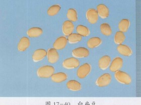 扁豆的功效与作用,中药扁豆图片