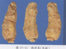 西洋参的功效与作用及禁忌,中药西洋参图片