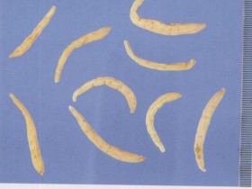 太子参的功效与作用,中药太子参图片