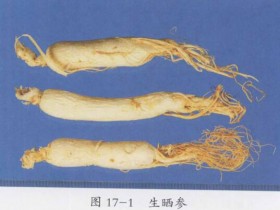 人参的功效与作用及禁忌,中药人参图片