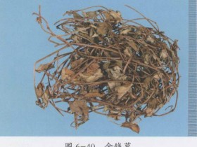 金钱草的功效与作用,中药金钱草图片