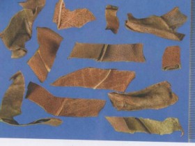 石韦的功效与作用,中药石韦图片