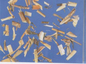 瞿麦的功效与作用及禁忌,中药瞿麦图片