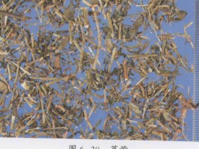 萹蓄的功效与作用及禁忌,中药萹蓄图片