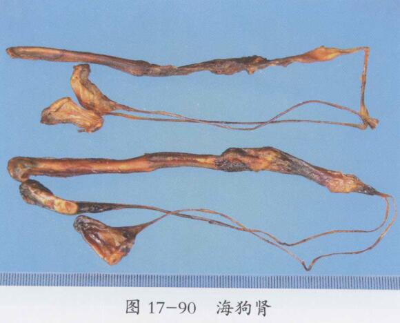 海狗肾