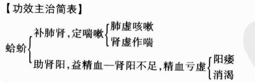 蛤蚧的功效与作用