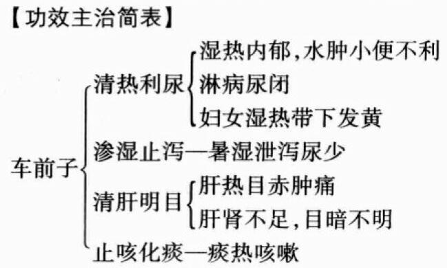 车前子的功效与作用