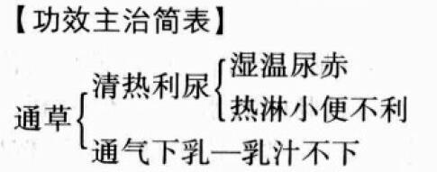 通草的功效与作用