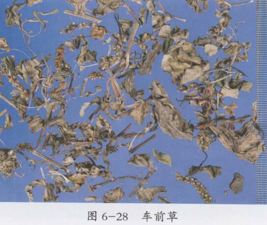 车前草