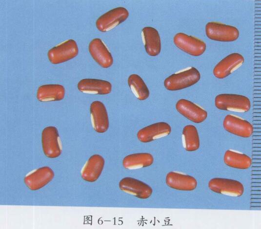 赤小豆