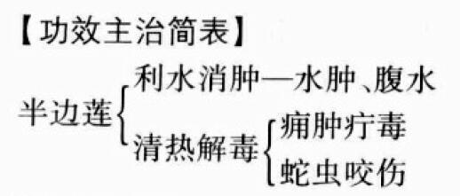 半边莲的功效与作用