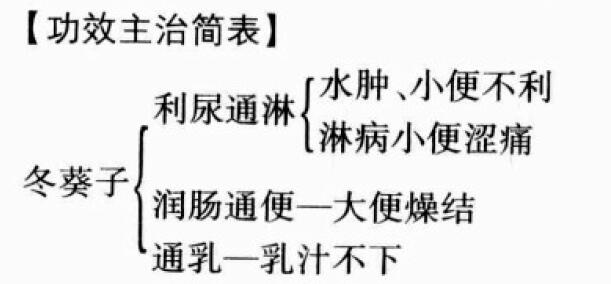 冬葵子的功效与作用